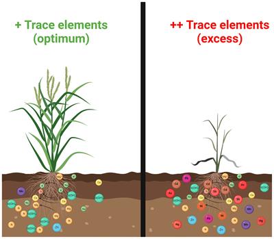 Silicon nanoparticles vs trace elements toxicity: Modus operandi and its omics bases
